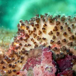 Pipe Organ Coral, photo 8