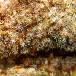 Pipe Organ Coral, photo 9