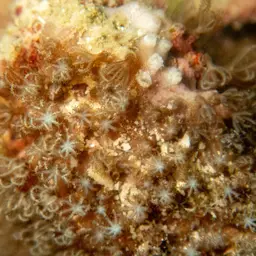 Pipe Organ Coral, photo 10