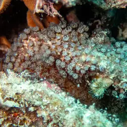 Pipe Organ Coral, photo 11
