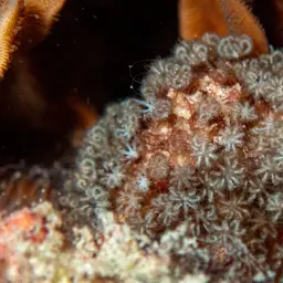 Pipe Organ Coral, photo 12