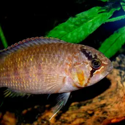 Zebra Acara