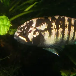 Zebra Acara, photo 2