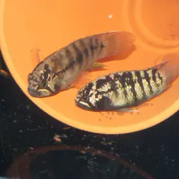 Zebra Acara, photo 3