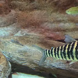 Zebra Acara, photo 4