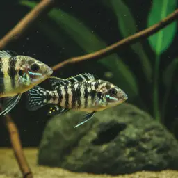 Zebra Acara, photo 5