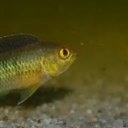 Goldeneye Cichlid, photo 1