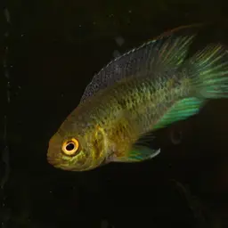 Goldeneye Cichlid, photo 2