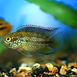 Goldeneye Cichlid, photo 3