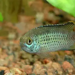 Goldeneye Cichlid, photo 4