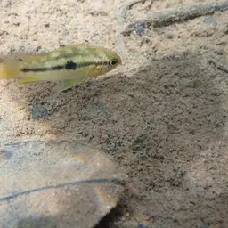 Goldeneye Cichlid, photo 5