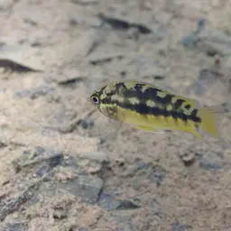 Goldeneye Cichlid, photo 6