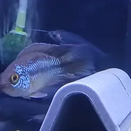 Goldeneye Cichlid, photo 7
