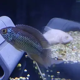 Goldeneye Cichlid, photo 8