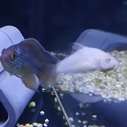Goldeneye Cichlid, photo 9