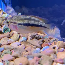 Goldeneye Cichlid, photo 10