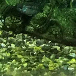 Goldeneye Cichlid, photo 11