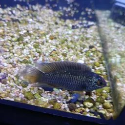 Goldeneye Cichlid, photo 12