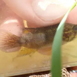 Golden-headed Dwarf Cichlid, photo 1