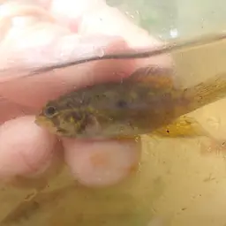 Golden-headed Dwarf Cichlid, photo 2
