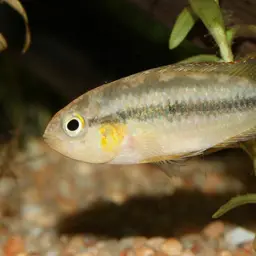 Golden-headed Dwarf Cichlid, photo 3
