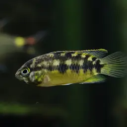Golden-headed Dwarf Cichlid, photo 4