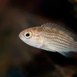 Lattice Dwarf Cichlid, photo 1