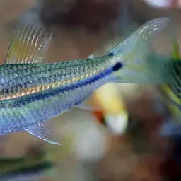 Oneline Tetra, photo 1