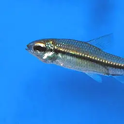 Oneline Tetra, photo 2
