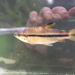 Oneline Tetra, photo 3