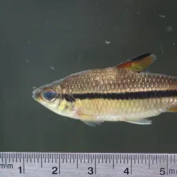 Oneline Tetra, photo 4