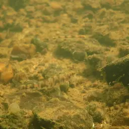 African Striped Darter, photo 2