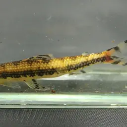 African Striped Darter, photo 3