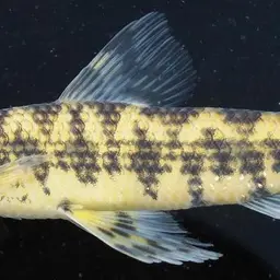 African Striped Darter