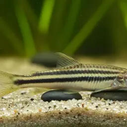 African Striped Darter, photo 4