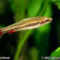 Anduzei's Nannostomus