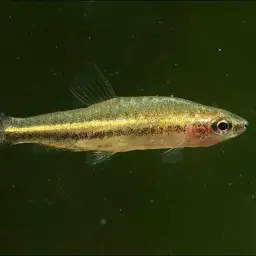 Anduzei's Nannostomus, photo 2