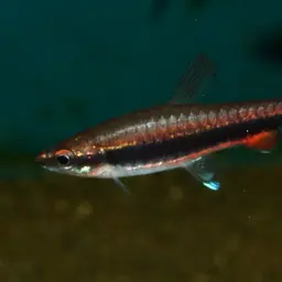 Brown Pencilfish