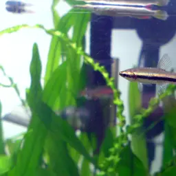 Brown Pencilfish, photo 2