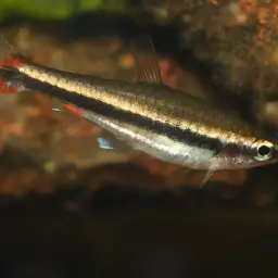 Brown Pencilfish, photo 3