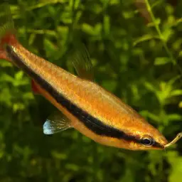 Brown Pencilfish, photo 4