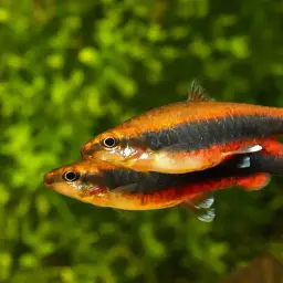 Brown Pencilfish, photo 5