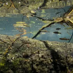Brown Pencilfish, photo 6