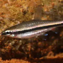 Brown Pencilfish, photo 7