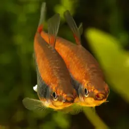 Brown Pencilfish, photo 8