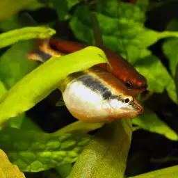 Brown Pencilfish, photo 9