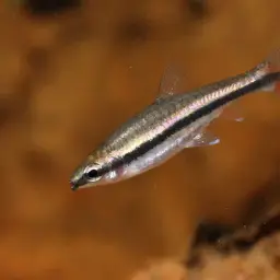 Brown Pencilfish, photo 10