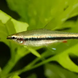 Brown Pencilfish, photo 11