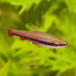 Brown Pencilfish, photo 12