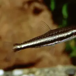 Two-striped Pencilfish, photo 2